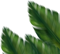 leaf-top-left
