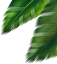 leaf-top-left
