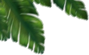 leaf-top-left